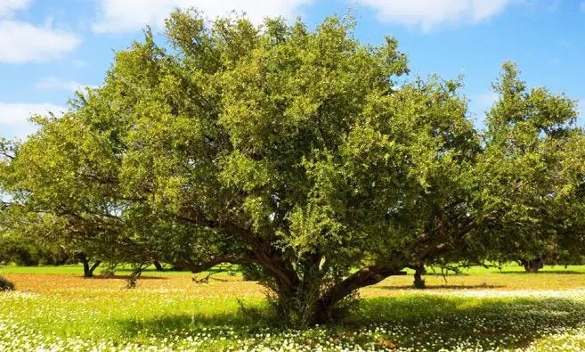 La région Souss-Massa interdit la récolte des fruits de l'arganier avant maturité pour garantir la durabilité de cette richesse naturelle - Actualité Agadir