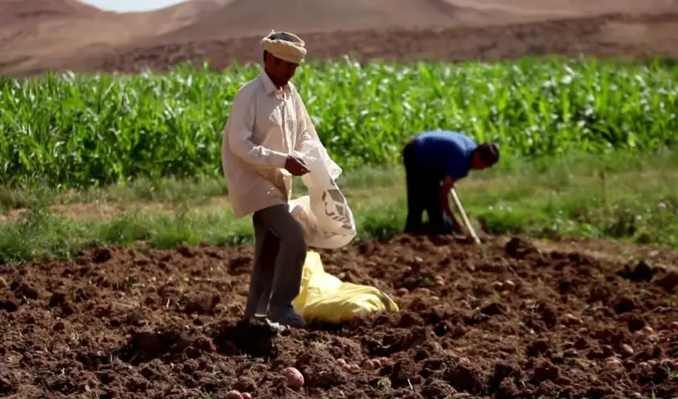سوس-مسا: انطلاق 10 مشاريع للزراعة التضامنية - Actualité Agadir